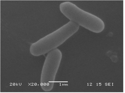 枯草芽孢杆菌JN005及其在防治水稻稻瘟病中的应用