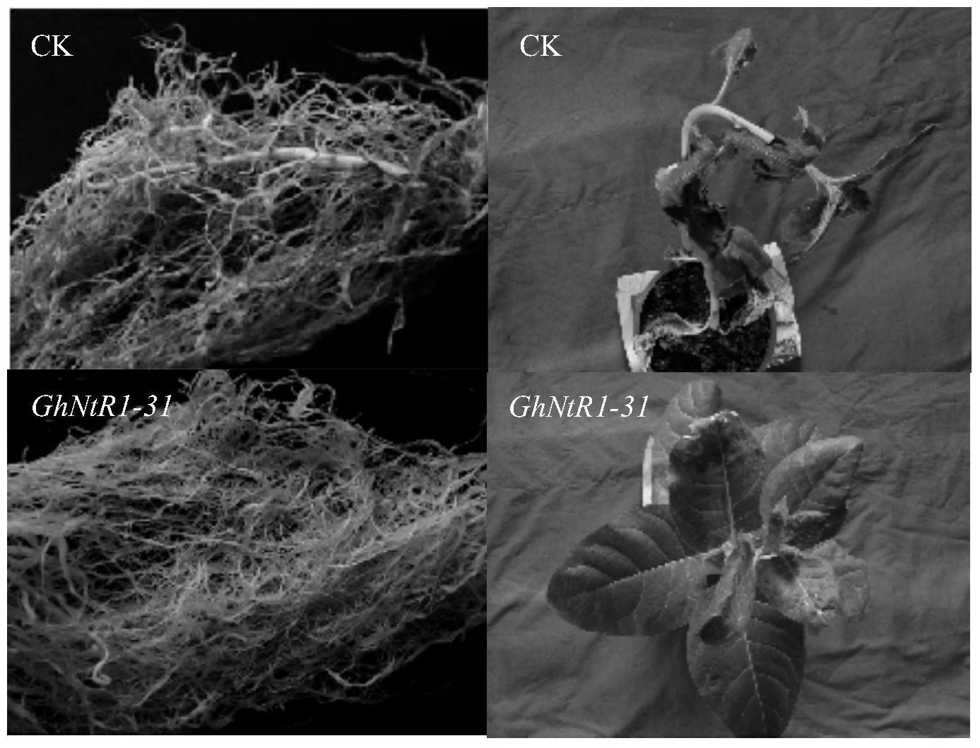 棉花抗线虫基因GhNtR1及其应用