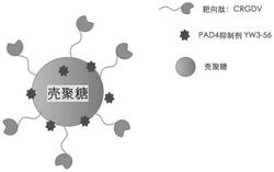 一种CRGD序列肽修饰壳聚糖负载的PAD4抑制剂及其制备方法和应用