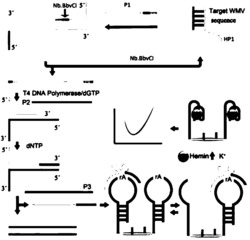 基于T4 DNA聚合酶的西瓜花叶病毒检测传感器及其组装方法