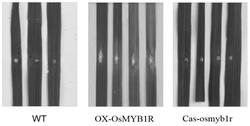 稻瘟病抗性相关基因OsMYB1R的应用