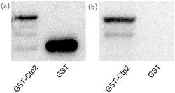 一种分泌抗CLas转运蛋白Ctp2单克隆抗体杂交瘤细胞株1D4及单克隆抗体和应用