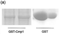 一株分泌抗CLas膜蛋白Cmp1单克隆抗体的杂交瘤细胞株5H4及单克隆抗体和应用