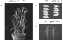 水稻OsAT1蛋白及其编码基因与应用