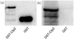 一种分泌抗CLas转运蛋白Ctp2单克隆抗体杂交瘤细胞株1D6及单克隆抗体和应用