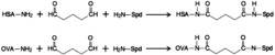 抗亚精胺单克隆抗体杂交瘤细胞株4E4及其单克隆抗体和应用