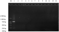 安白芍PCR鉴定试剂盒及鉴定方法