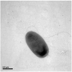 一种食酸菌属NX-2及其在微生物降解环己烷中的应用