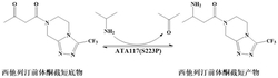 重组R型转氨酶、突变体及其应用