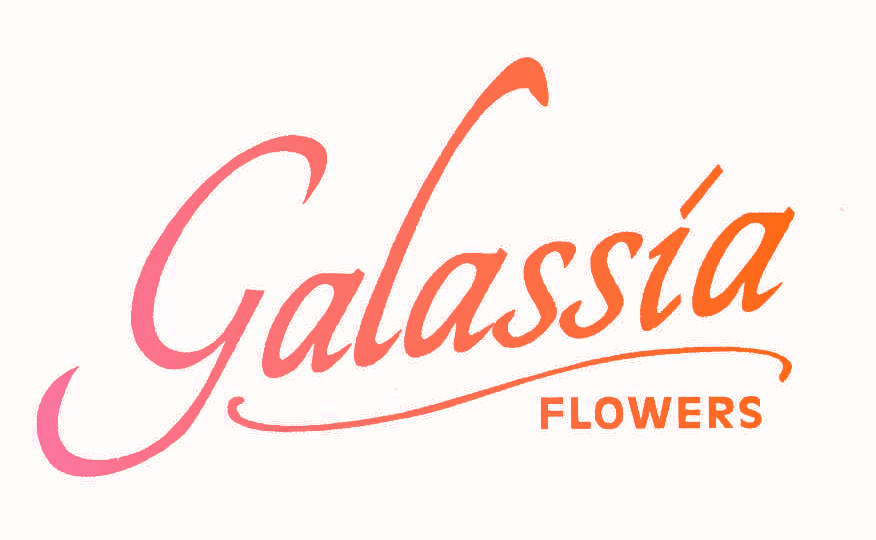 GALASSIA FLOWERS
