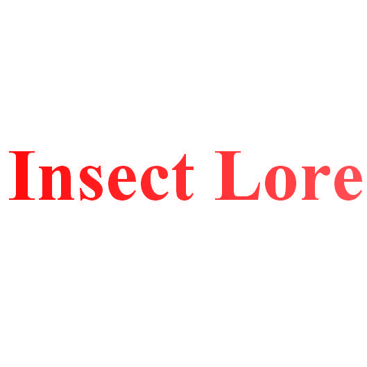 INSECT LORE